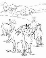 Coloring Horse Pages Herd Horses Printable Realistic Colouring Foal Wild Breyer Sheets Show Drawings Kids Jumping Word Western Adult Getcolorings sketch template