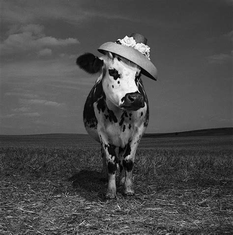 oh la vache meet hermione the very stylish cow huffpost entertainment