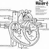 Anatomy Coloring Heart Pages Human Body Anatomical Printable System Kids Diagram Physiology Respiratory Sheets Book Cardiovascular Nursing Organs Books Outline sketch template