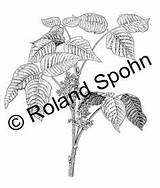 Toxicodendron Rhus Din sketch template