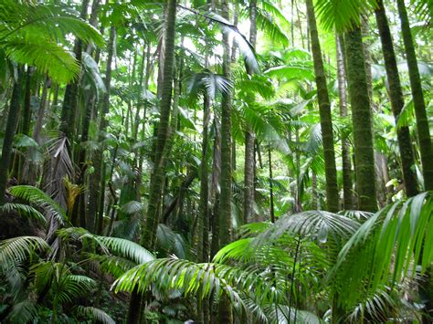 fileflickr brewbooks palm jungle hawaii tropical botanical