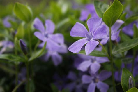 vinca minor purple  hickory hollow nursery  garden center