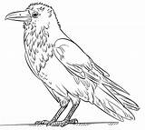 Raven Rabe Zeichnen Ausmalbilder Raben Ghiandaia Cuervo Corvo Vogel Crows Ausmalen Kolorowanki Imperiale Cuervos Malvorlage Tutorials Schritt Raaf Colorare Disegni sketch template