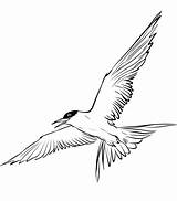 Tern Arctic Flying Arktis sketch template