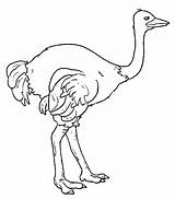 Avestruz Struzzo Ostrich Kolorowanki Emu Stampa Strusie Struś Avestruces Aves Stampare Colora Daniela sketch template