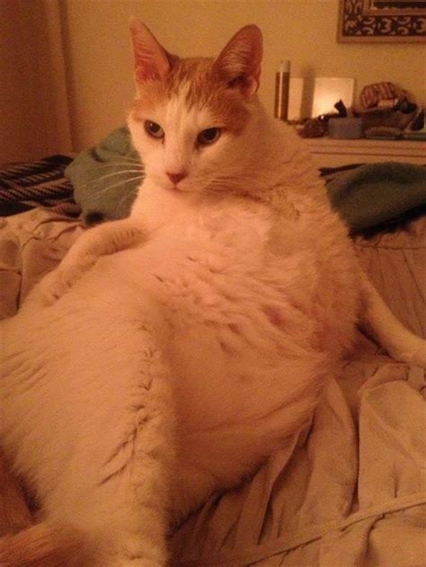 24 cats who are trying to bring sexy back