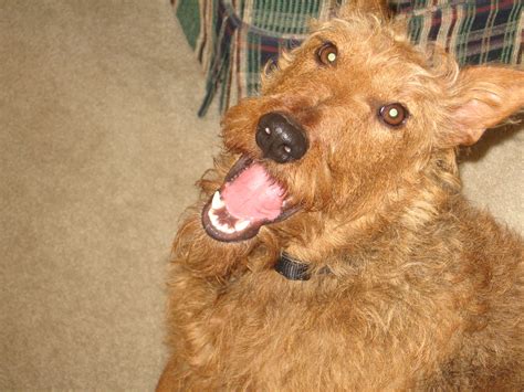our girl rose irish terrier rescue network