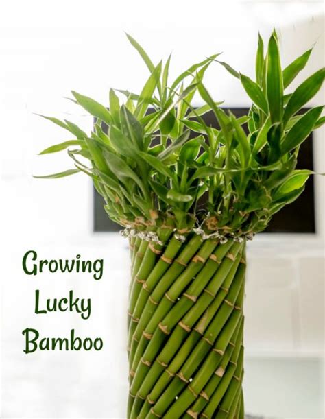 lucky bamboo plant growing tips dracaena sanderiana plant care