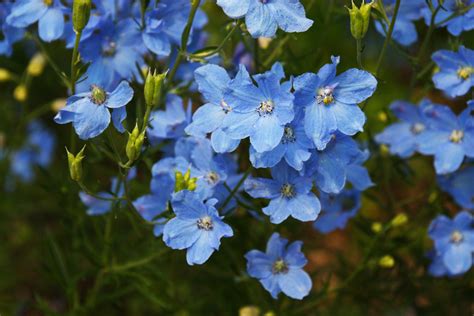 푸른색 꽃이 이색적인 델피니움 블루 미러 delphinium blue mirror 네이버 블로그