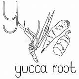 Letter Yucca Educated sketch template