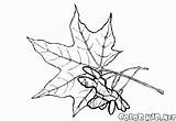 Foglie Acero Semillas Folhas Colorkid Arce Dibujo Hojas Frutos Frutti Maple sketch template