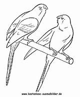Wellensittich Ausmalen Malvorlagen Voegel Ausmalbild Ausdrucken Vögel sketch template