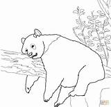 Coloring Pages Baby Pandas Panda Popular Giant sketch template