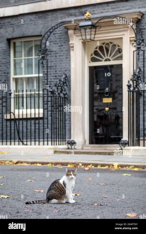 larry cat   downing street  res stock photography  images alamy