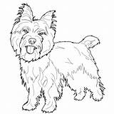Cani Colorare Disegno Facili Stilizzati Terrier Cairn Disegnidacolorare sketch template