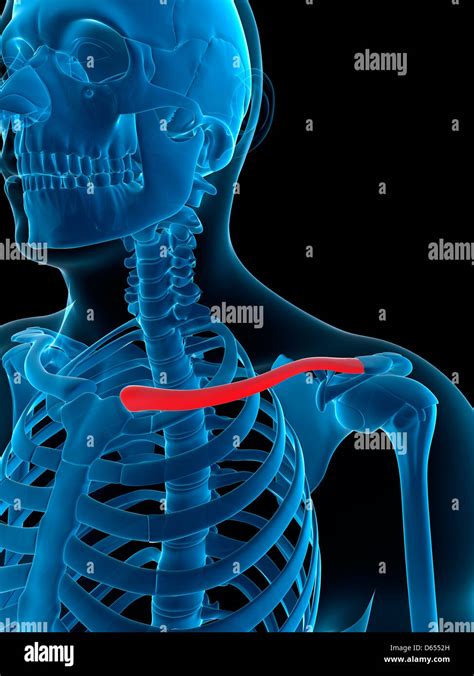 human collar bone  res stock photography  images alamy