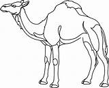 Camel Unta Mewarnai Coloring4free Clker Ausmalbild Kamel Sonstige Pikpng Alphabet sketch template