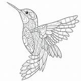 Hummingbird Colibri sketch template