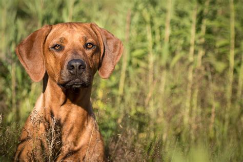 popular hound dog breeds  big  small daily paws