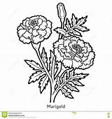 Marigold Flower Coloring Illustration Book Sketch Vector Drawing Flowers Stock Line Drawings Botanical Tattoo Marigolds Color Pages Template Inspiring Getcolorings sketch template
