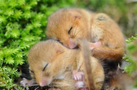 house  dormouse photo gallery peoples trust  endangered species