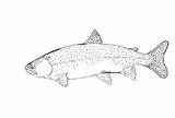Trout Coloring Pages Fish Apache Strong Color sketch template