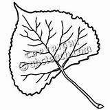 Cottonwood Clipart Leaf Walnut Leaves Drawing Clip Clipground Websites Presentations Reports Powerpoint Projects Use These 20clipart sketch template