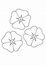Template Poppy Coloring Pages Flower Colouring Remembrance Templates Poppies Printable Print Pdf Sheets Flowers Anzac Beautiful Drawing Craft Clipart Small sketch template