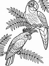 Papegaai Kleurplaat Papagei Cockatoo Papegaaien Kaketoe Kakadu Kleurplaten Malvorlage Persoonlijke Papageien sketch template