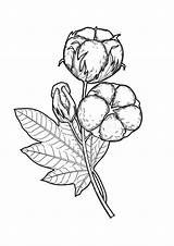 Cotton Plant Vector Ink Draw Hand Set Plants Graphic Boll Illustration Coloring Indians Flower Template Kids sketch template