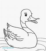 Duck Coloring Pages Cute Printable Cool2bkids Realistic Rubber Kids Drawing Baby Duckie Color Template Mallard Getcolorings Getdrawings Print Pag sketch template