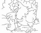 Chicken Coloring Fried Getdrawings Getcolorings sketch template