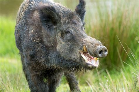 sweden   problem  packs  radioactive wild boar