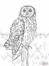 Owl Coloring Eared Pages Short Animals Nocturnal Eagle Printable Drawing Realistic Clipart Barn Drawings Barred Book Clip 2048px 1536 07kb sketch template