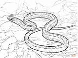Garter Snakes Taipan Realista Plains Reptiles Desenho Gopher Stampare sketch template