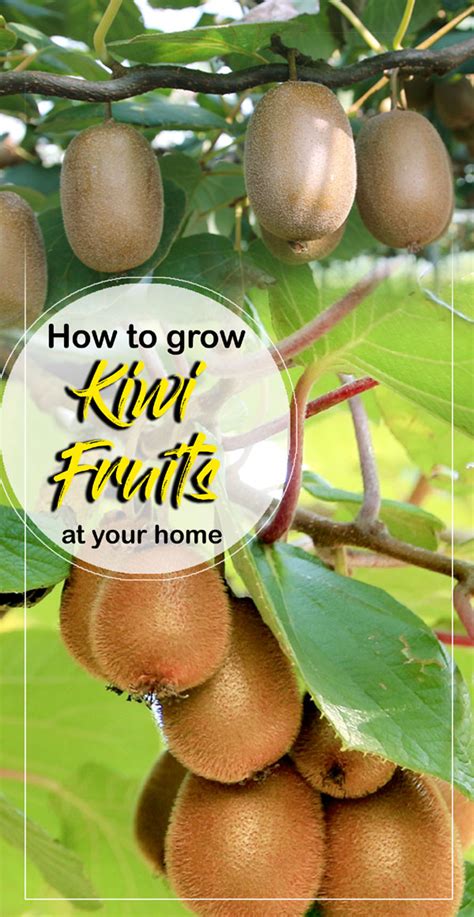 grow kiwi fruit   home growing kiwi plants kiwi fruit