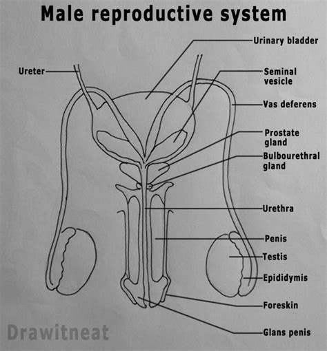 the male reproductive system consists of a number of sex organs that are a part of the human
