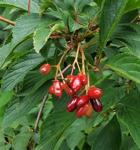identification identify shrub  red berries  uk gardening