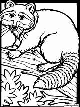 Raton Laveur Racoon Raccoon Gratuit Coloriages Imprimé sketch template