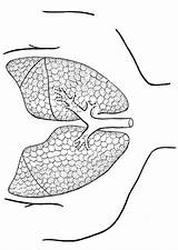 Malvorlage Lungen Pulmones Polmoni Lungs Lunge Longen Kleurplaat sketch template