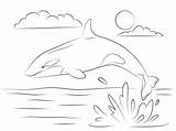 Orca Orque Ausmalbilder Killer Eau Killerwal Ausmalbild Orka Springt Wale Hors Saute Orcas Wal Kleurplaten Baleine Niedlicher Shamu Malvorlagen Supercoloring sketch template