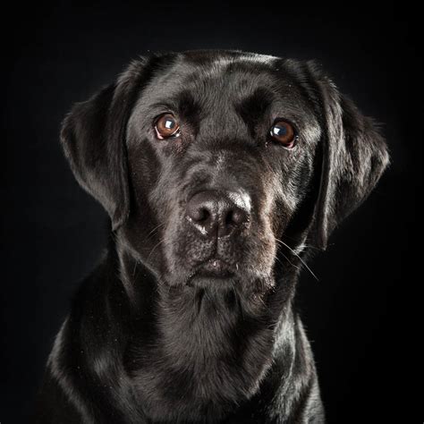 pet photographer cardiff amazing pictures  black labrador cardiff