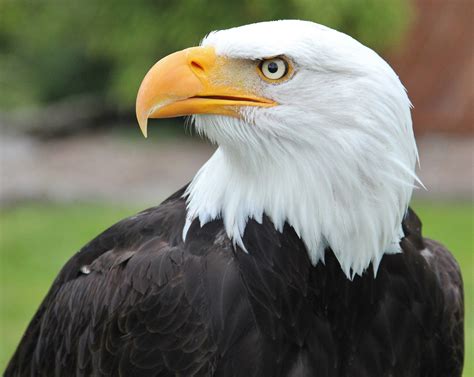 american bald eagles face  challenge post population rebound immortal news