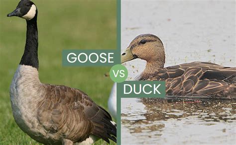 goose  duck    similarities