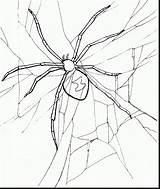 Widow Spider Coloring Drawing Getdrawings sketch template