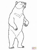 Bear Standing Drawing Grizzly Coloring Moon Line Bears Pages Outline Drawings Polar Printable Draw Realistic Color Getdrawings Bild Colori sketch template