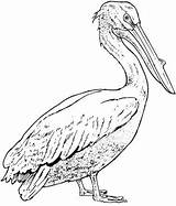 Pelican Coloring Pages Pelicans Printable Bird Brown Realistic California Drawing Drawings Supercoloring Color Birds Sketches Version Click Template Animal Print sketch template