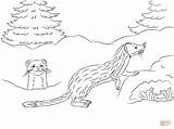 Pages Coloring Tailed Long Weasels Cute Weasel Drawing Printable Getdrawings Categories sketch template