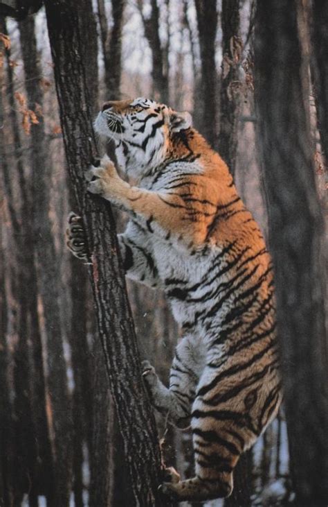 Next Time You Think You Can Escape A Hungry Tiger By