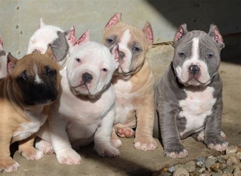 american bully puppies  sale allentown pa